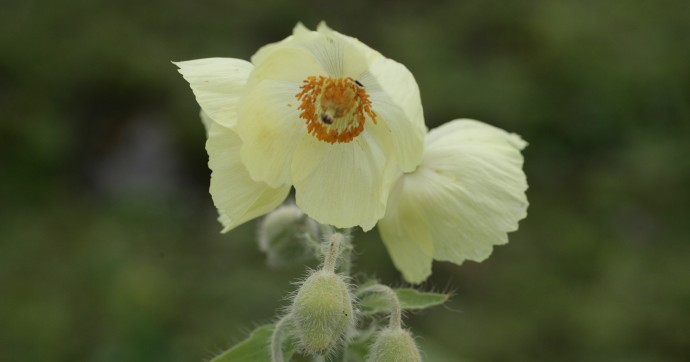 ハの固有種、ホワイトポピー（白いケシの花）