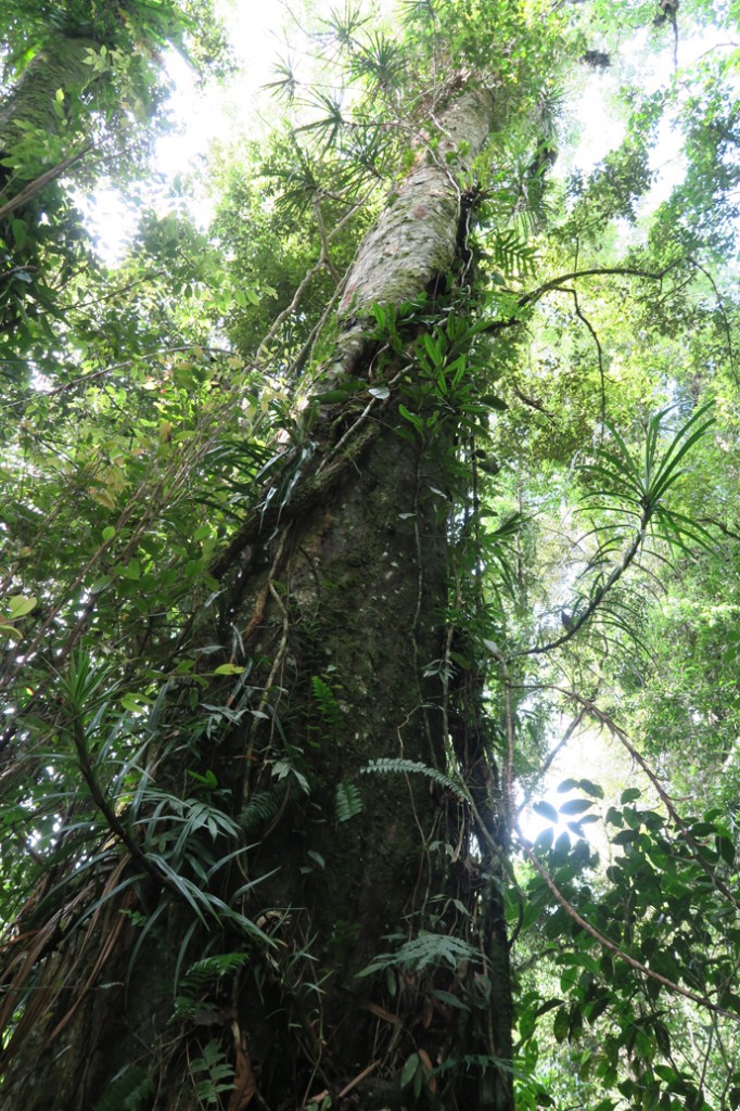 力強いマンサクの木は数少ない固有種のひとつ