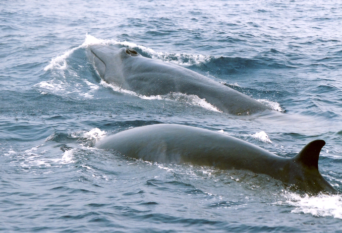 館長のニタリクジラ