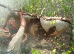 バングラデシュ国スンダルバンス地域周辺における零細蜂蜜収集人の生計向上プロジェクトが開始しました!