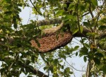 バングラデシュ・スンダルバンスでの天然蜂蜜収集が始まりました!
