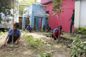 Tree plantation