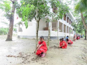 moringa-plantation