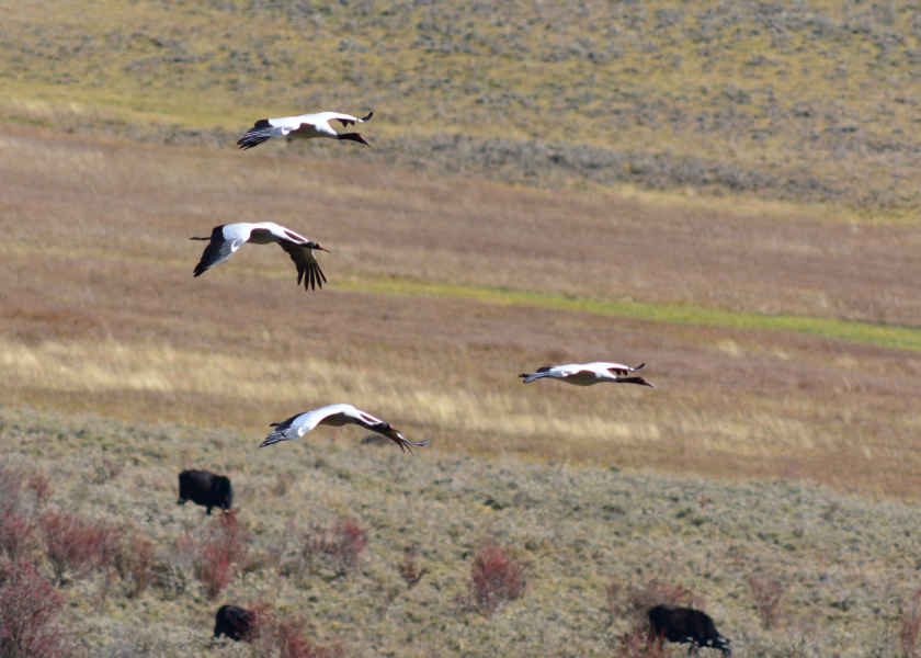 black neck cranes in Phobjikha