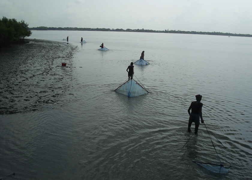Prawn fishery in mangrove forest