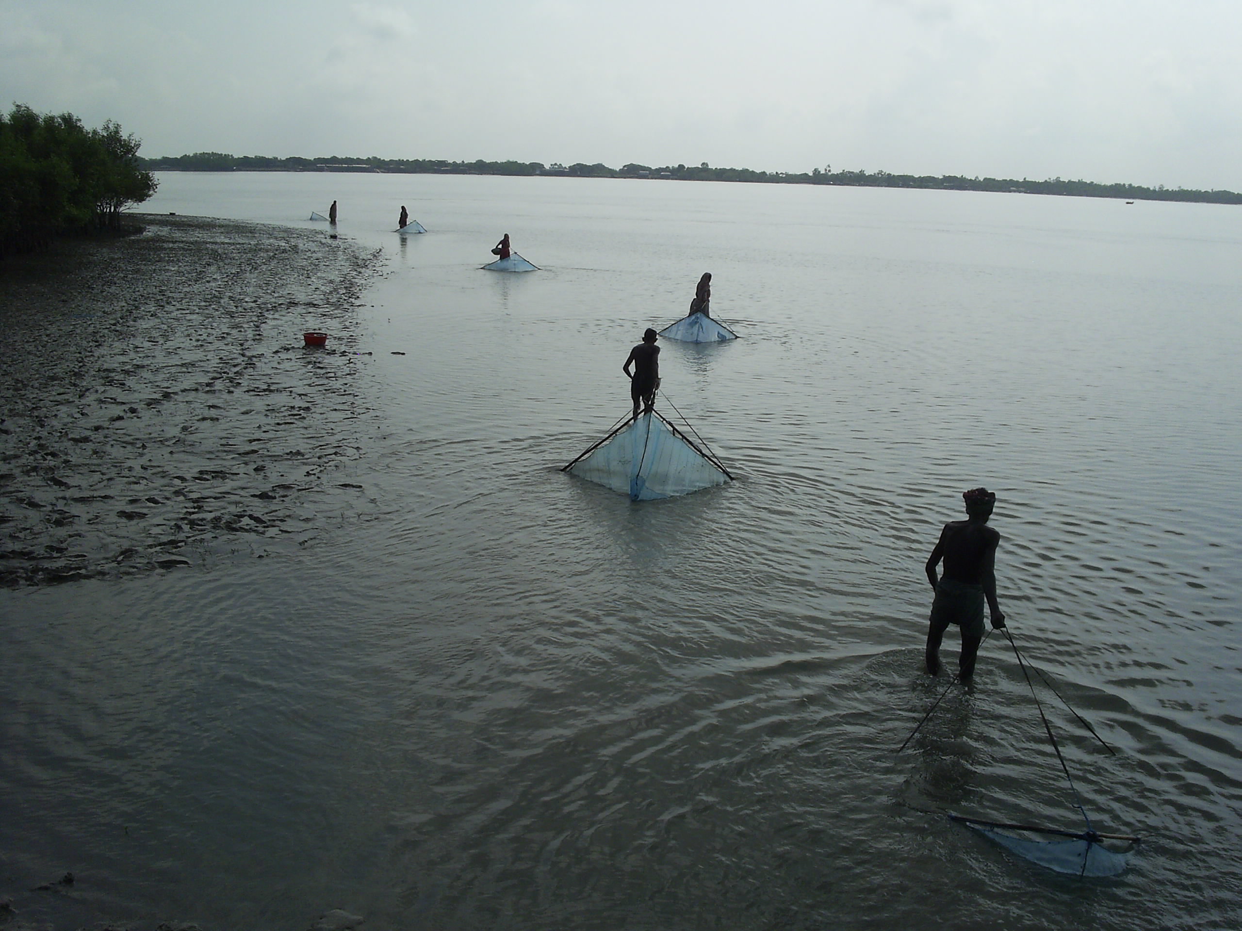 Prawn fishery in mangrove forest
