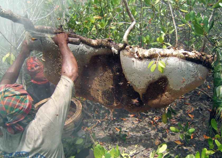 Project on livelihood improvement for small-scale natural honey producers in the Sundarbans, Bangladesh (Phase Ⅰ – Ⅲ)