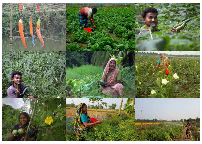 バングラデシュ・シードバンクの設立を通じた里山農業保全活動
