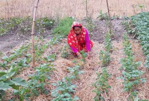【1年次活動成果報告】バングラデシュ・シュンドルボン地域におけるコミュニティベース型シードバンクの設立を通じた里山農業保全活動
