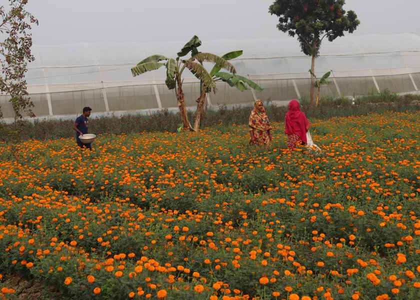 バングラデシュ・ジョショール県の零細ヤシ砂糖生産者と花卉農家の6次産業化を通じた生計向上プロジェクト