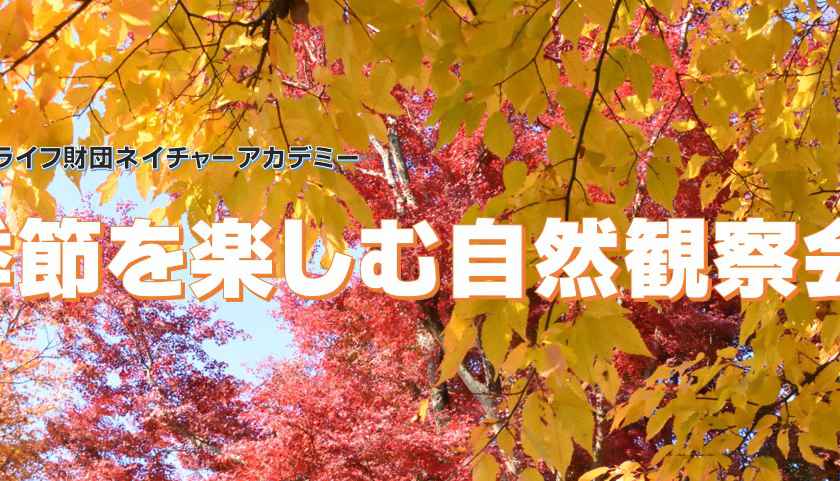 メットライフ財団ネイチャーアカデミー 「季節を楽しむ自然観察会」（全４回）