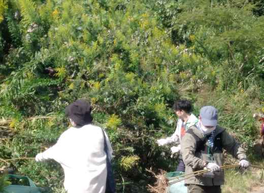 研修「自然環境の保全と再生~外来植物駆除と竹炭づくり~」に参加しました