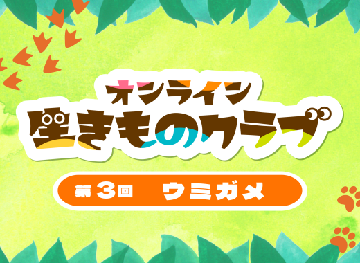【レポート】オンライン生きものクラブ第3回「ウミガメ」